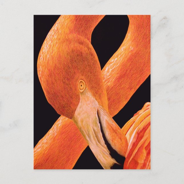 Flamingo Portrait Postkarte (Vorderseite)