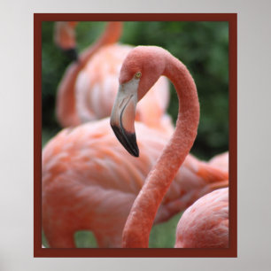 Flamingo Pose 20x24 Print - andere Größen auch Poster