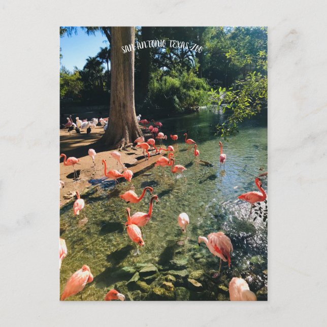 FLAMINGO POSTCARD POSTKARTE (Vorderseite)