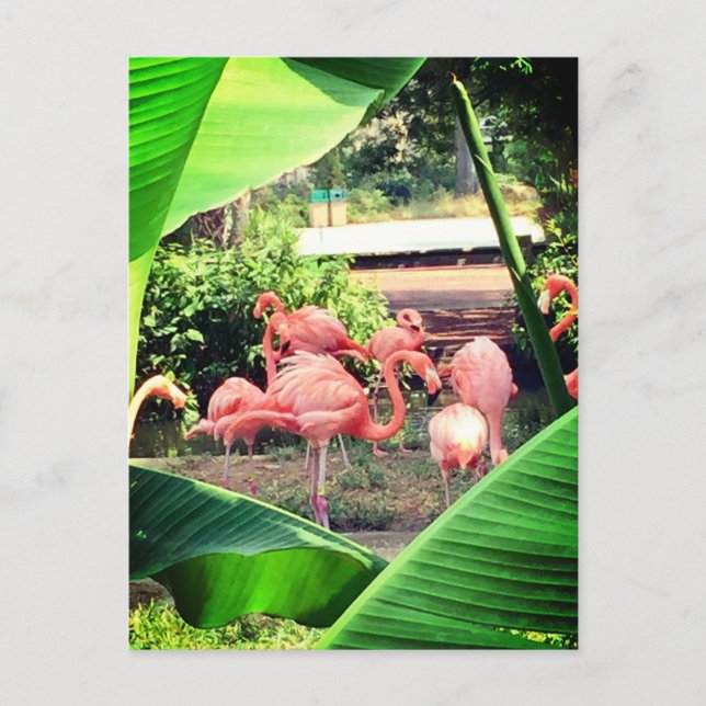 Flamingo Postcard Postkarte (Vorderseite)