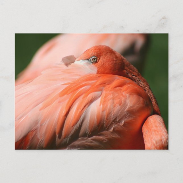 Flamingo Postcard Postkarte (Vorderseite)