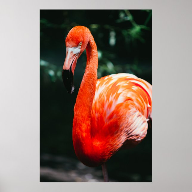 FLAMINGO POSTER (Vorne)