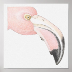Flamingo Poster
