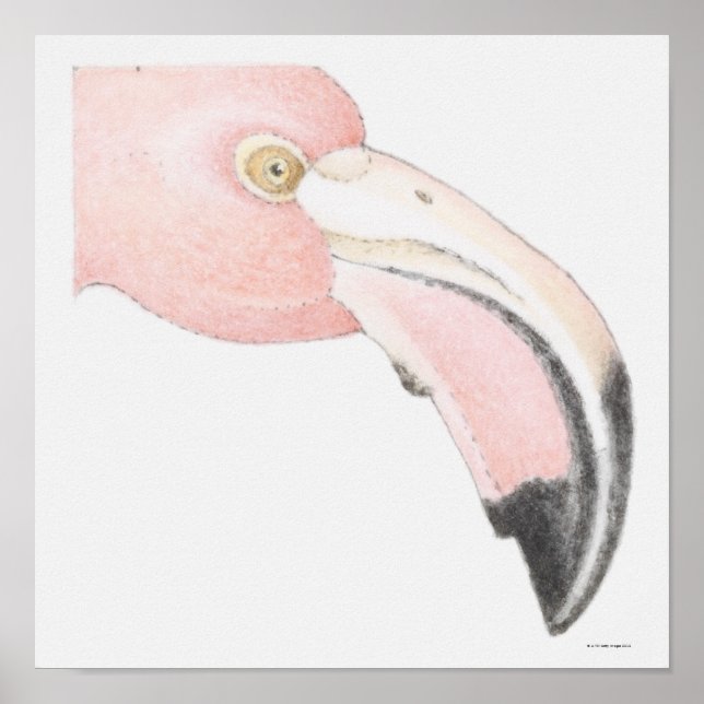 Flamingo Poster (Vorne)