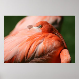Flamingo Poster