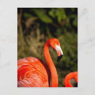 Flamingo Postkarte