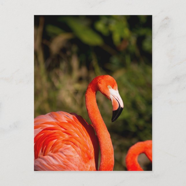 Flamingo Postkarte (Vorderseite)
