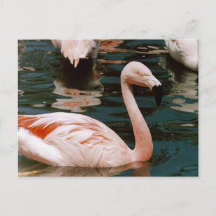 Flamingo Postkarte