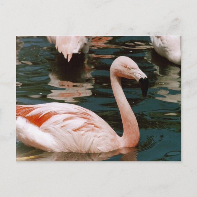 Flamingo Postkarte (Vorderseite)