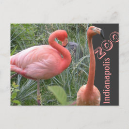 Flamingo Postkarte