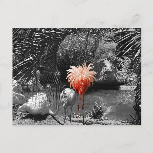 Flamingo Postkarte (Vorderseite)