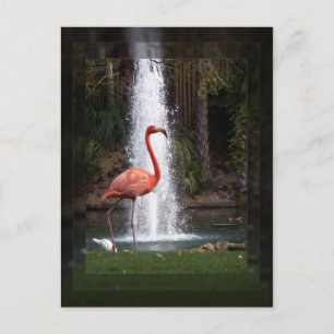 Flamingo Postkarte