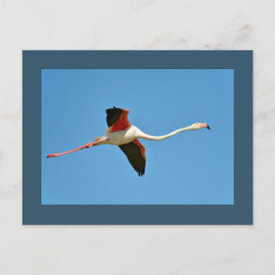 Flamingo Postkarte