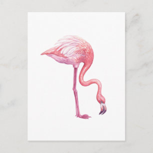 Flamingo Postkarte
