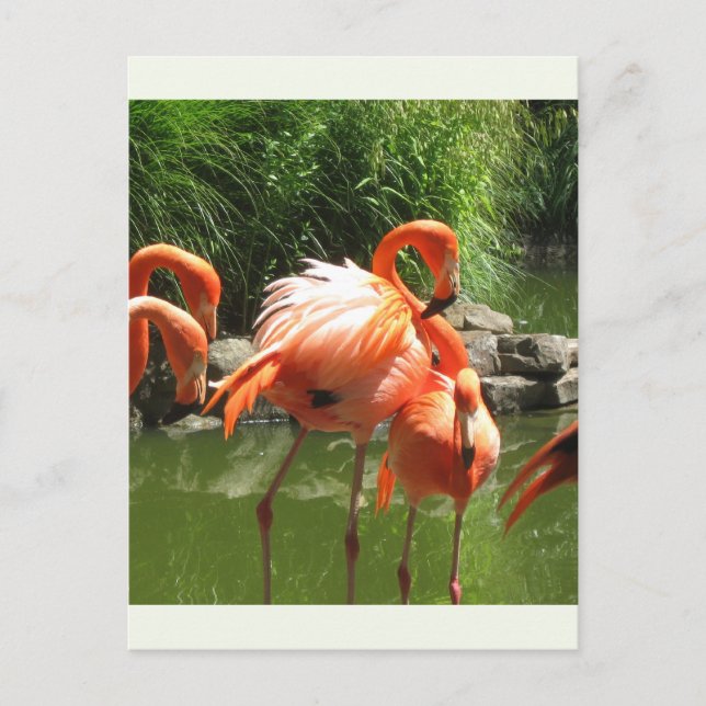 Flamingo Postkarte (Vorderseite)