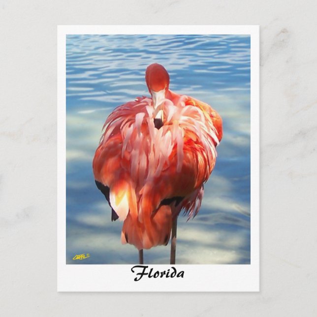 Flamingo Postkarte (Vorderseite)