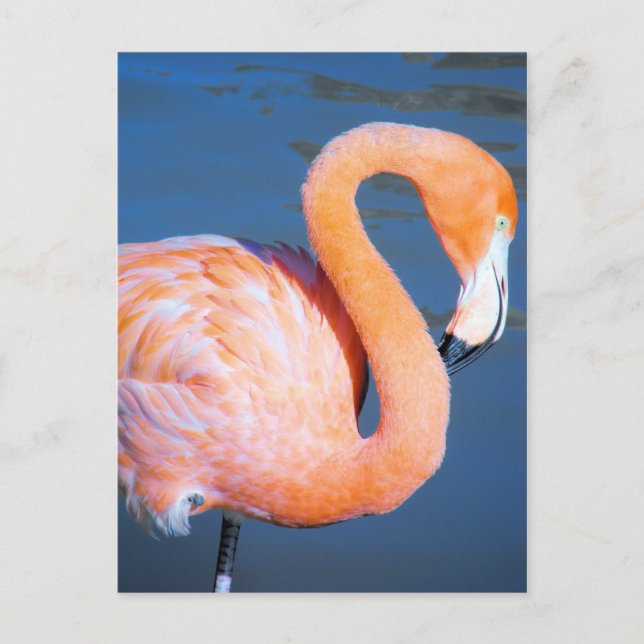 Flamingo Postkarte (Vorderseite)