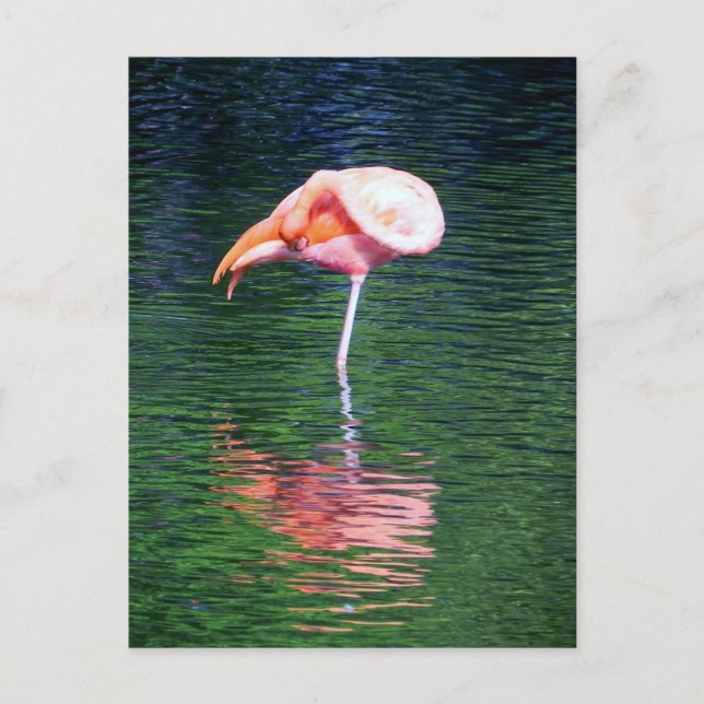 Flamingo Postkarte (Vorderseite)