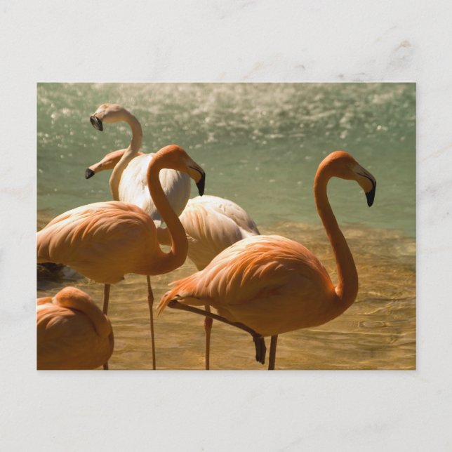 Flamingo Postkarte (Vorderseite)