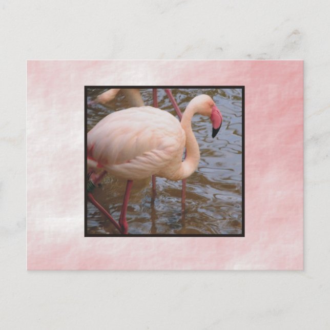 Flamingo Postkarte (Vorderseite)