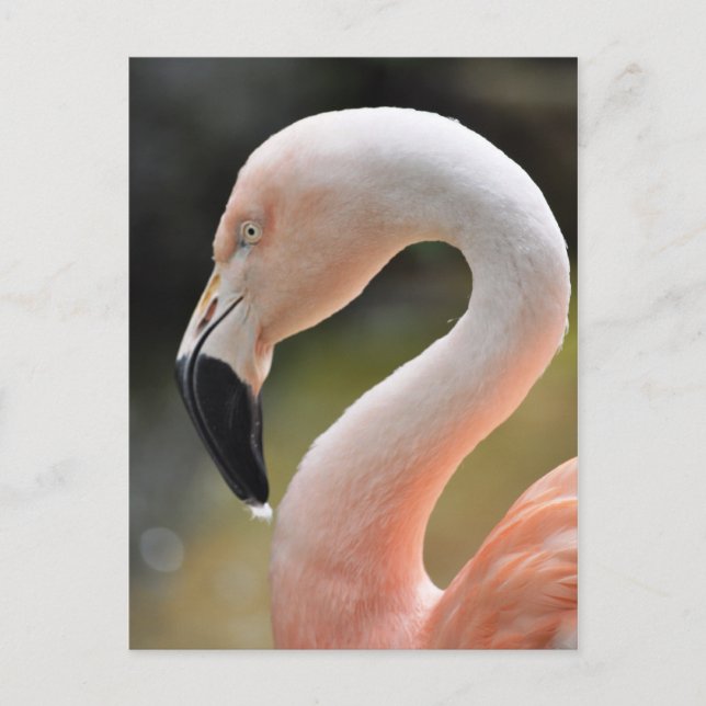 Flamingo Postkarte (Vorderseite)