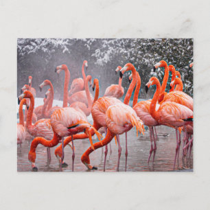 Flamingo Postkarte