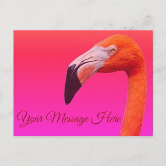 Flamingo  postkarte