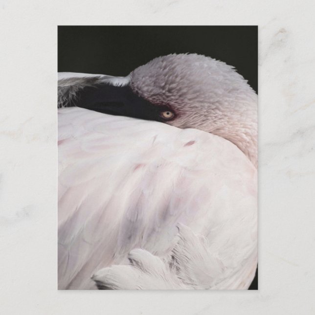 Flamingo Postkarte (Vorderseite)