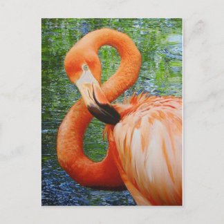 FLAMINGO POSTKARTE