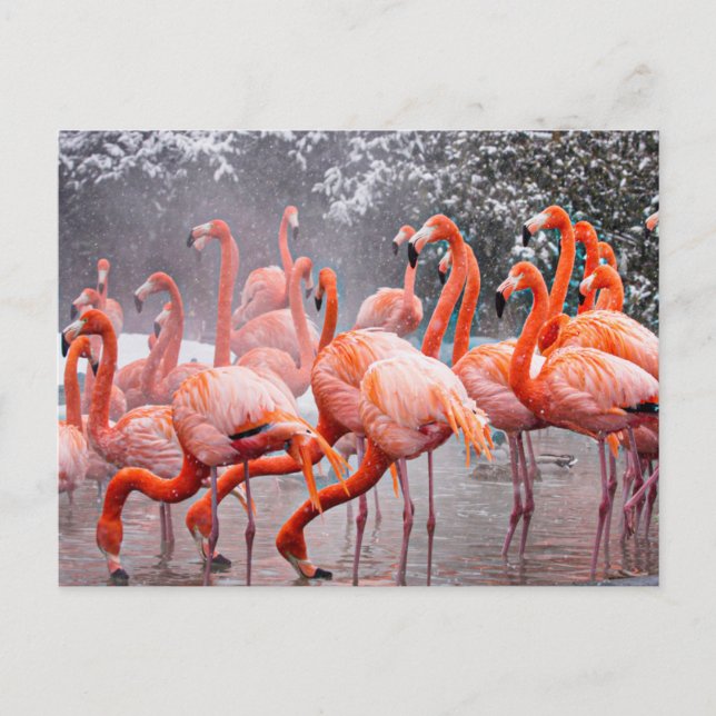 Flamingo-Postkarte Postkarte (Vorderseite)