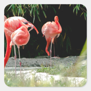 Flamingo Quadratischer Aufkleber