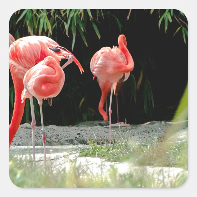 Flamingo Quadratischer Aufkleber (Vorderseite)