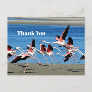 Flamingo Rosa Flug Wildlife Foto Danke Postkarte