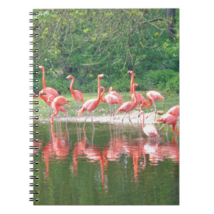 Flamingo Row am See im Frühjahr, Vögel Pink Wildli Notizblock