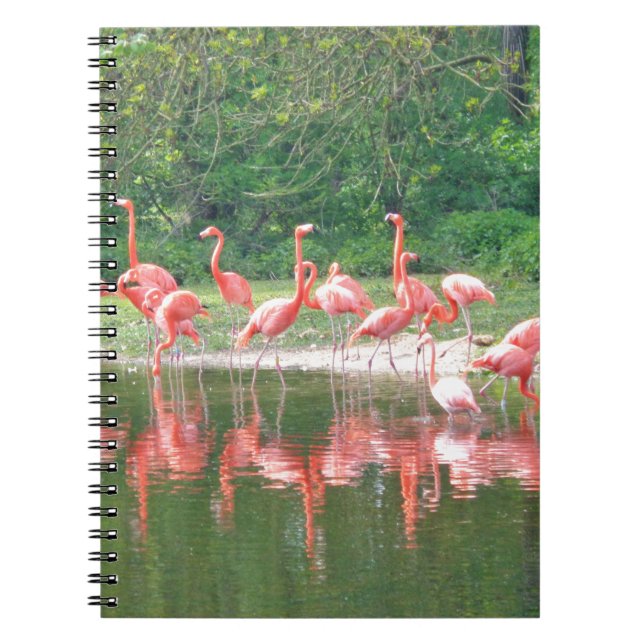 Flamingo Row am See im Frühjahr, Vögel Pink Wildli Notizblock (Vorderseite)