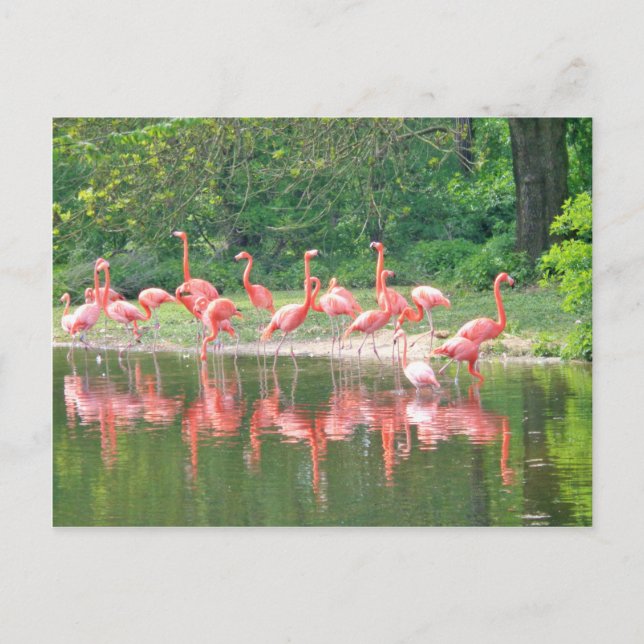 Flamingo Row am See im Frühjahr, Vögel Pink Wildli Postkarte (Vorderseite)
