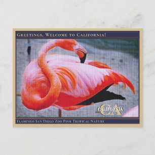 Flamingo San Diego Zoo Tropische Natur  Postkarte