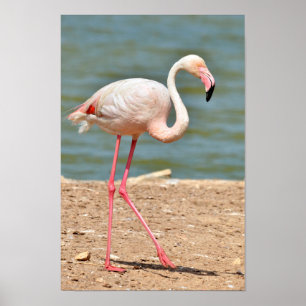 Flamingo-Spaziergang nahe dem Teich Poster