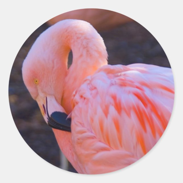 Flamingo Sticker (Vorderseite)