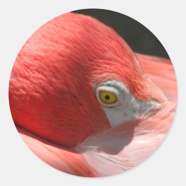 Flamingo Sticker (Vorderseite)
