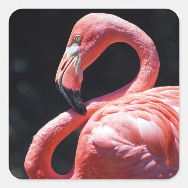 Flamingo Sticker (Vorderseite)
