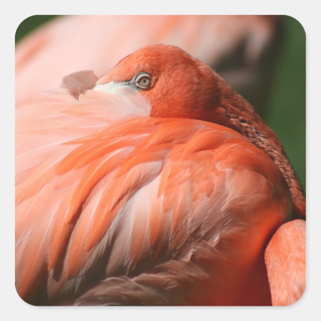 Flamingo Sticker (Vorderseite)