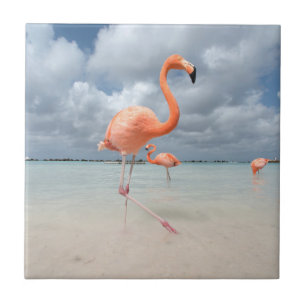 Flamingo-Strand Aruba Fliese