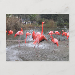 Flamingo-Tanz Postkarte