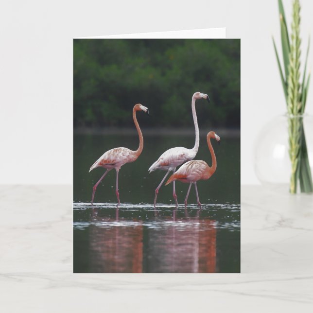 Flamingo Trio Karte (Vorderseite)