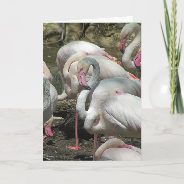 Flamingo-Valentinsgrußes Feiertagskarte (Vorderseite)
