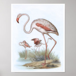 Flamingo Vintag Bird Illustration Poster
