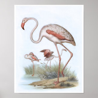 Flamingo Vintag Bird Illustration Poster