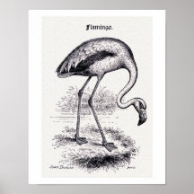 "Flamingo" Vintage-Illustration