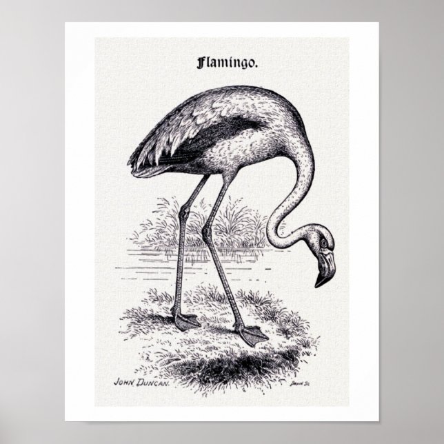 "Flamingo" Vintage-Illustration Poster (Vorne)